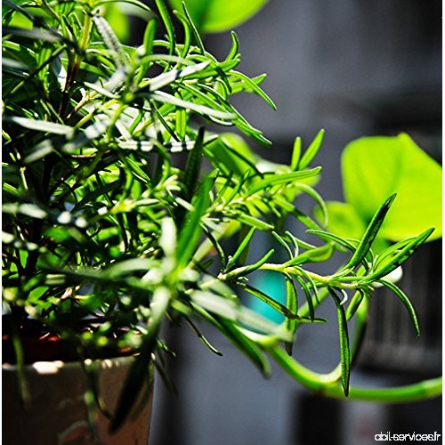graines d'herbe de stévia  herbe verte  Stevia rebaudiana Semillas pour planter des jardins - 200 pcs / lot - B01LYK3JZM