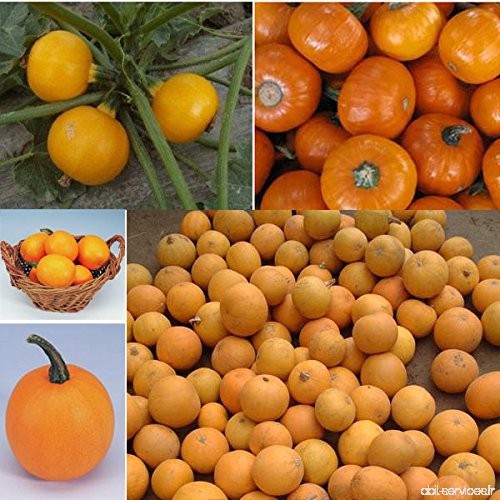 Graines de fruits ornamentales  graines de citrouille non sont comestibles  jaune belle Hermosa du Kumquat Melon  autour de 50 p