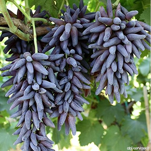 graines de gros Green Grape fruit doux et délicieux raisins de fructification bonsaïs Villa 100 graines / Pack 7 - B0779X1QJP