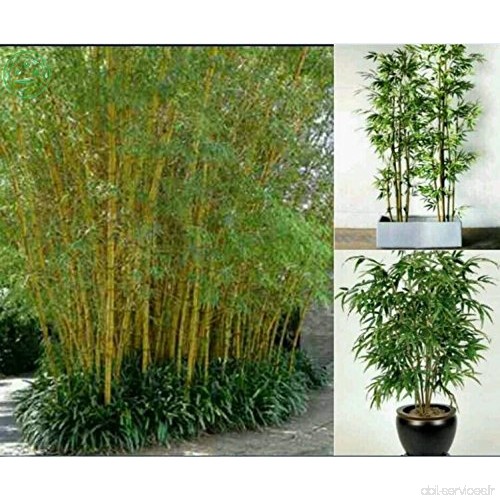 graines de plantes en pot Bonsai 100 graines de plantes Maison bambou frais jardin bambou vert graines de bambou Phyllostachys D