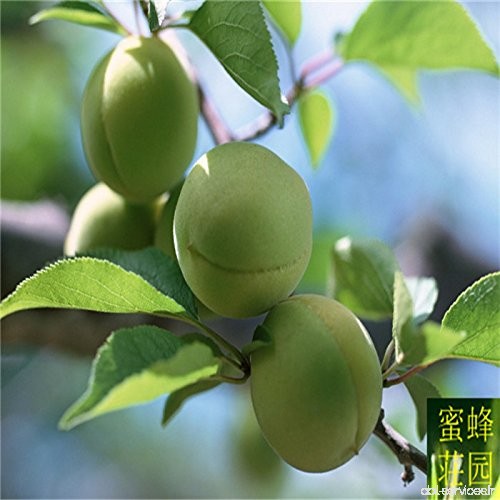 Graines de prunes vertes Qingpi graines de prune fruit amer de graines d'arbre 10 fruits - B077B3Z217