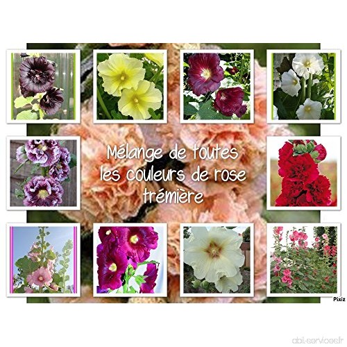 graines de Rose trémière   alcea rosea   mélange de couleurs - B01F3DOURC