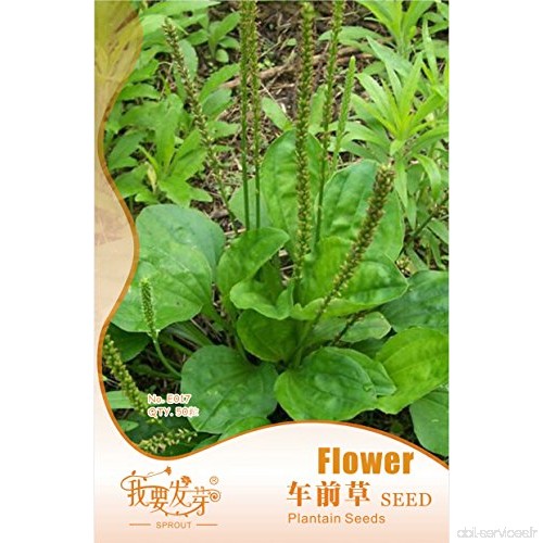 Graines Plantain Herb  emballage d'origine  50 graines / Pack  Heirloom panaché Plantain médecine chinoise # IE017 - B01LZ7E4PS