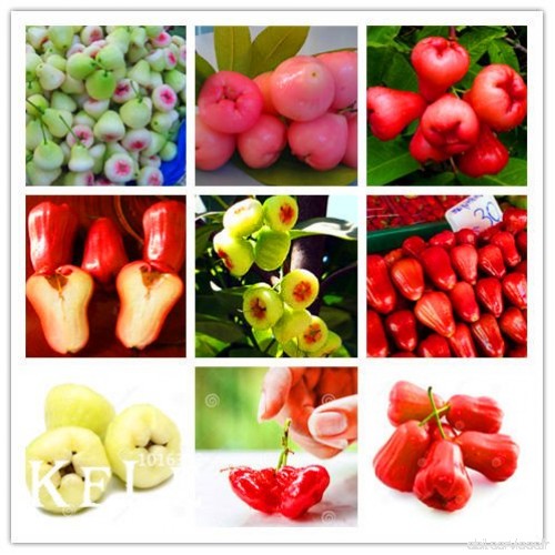 Grande Vente . 100 pc/sac aumentaron des pépins de pomme pépins de fruits Rare pour la plantation de jardin dans la maison de et