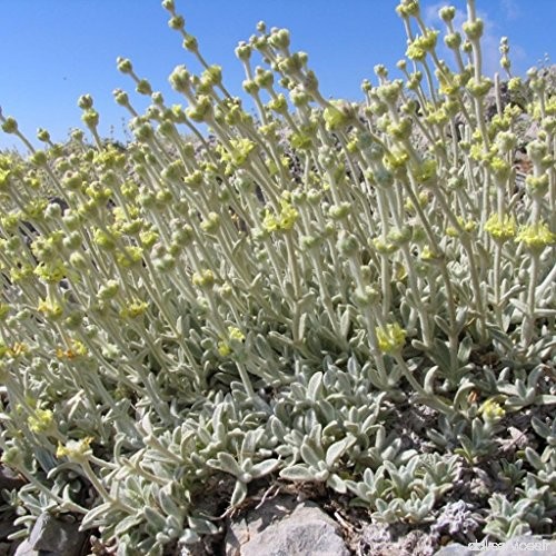 Greek Mountain Tea Seeds (Sideritis syriaca) 20+ Medicinal Herb Seeds in FROZEN SEED CAPSULES for the Gardener & Rare Seeds Coll