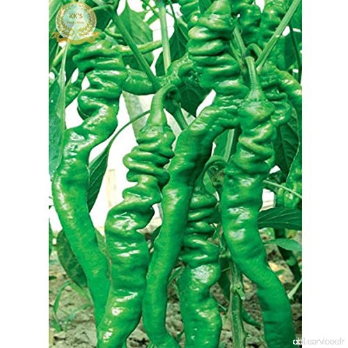 Heirloom Seeds F1 Grand Intestin Pepper  10 grammes d'origine graines  maturation précoce hybrides  croissance vigoureuse  la ré
