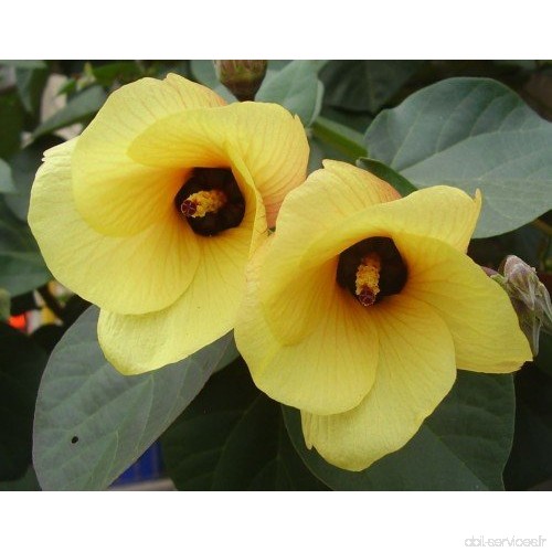 Hibiscus tiliaceus - Coton-arbre - Cottonwood - 10 graines - B012IB6I4A