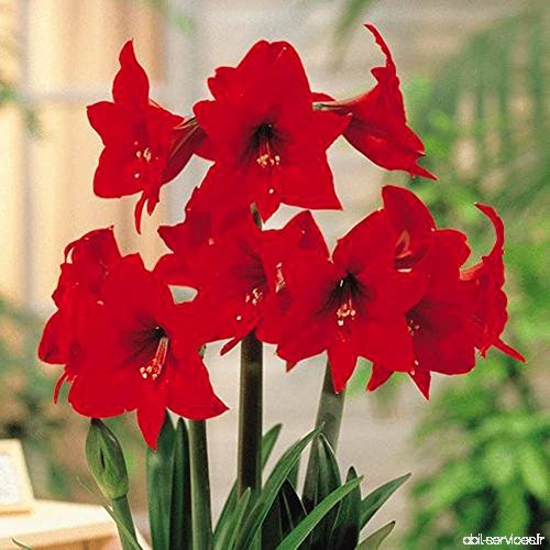 Hippeastrum Amaryllis Rapido 4 flower bulbs red - B015NP5LR8