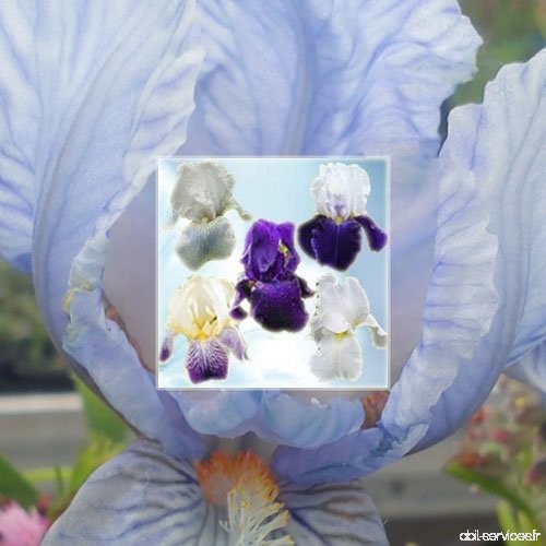 Hortiflor Bureau - Assortiment 5 Iris Azur Iris Germanicairis Pumila - B01B64Y3O2