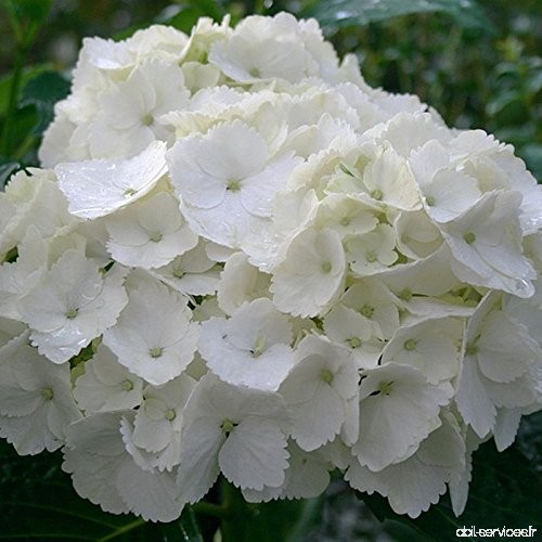 Hydrangea macrophylla 'Soeur Therese' - Vente Hortensia blanc en POT - B0764YGRV8