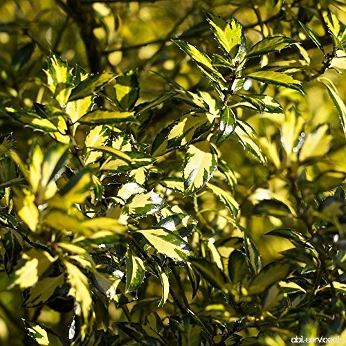 Ilex aquifolium 'Myrtifolia Aureomaculata' - Houx Ã  feuilles de Myrte panach - B075XK7TZR