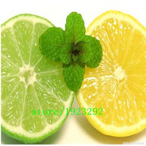 Importer semences de citron  Deliciosas semences de la fruits de la chaux  100% Real semences Citrus Limon  50 particules/sac - 