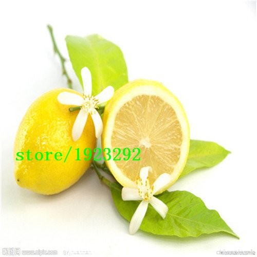 Importer semences de citron  Deliciosas semences de la fruits de la chaux  100% Real semences Citrus Limon  50 particules/sac - 