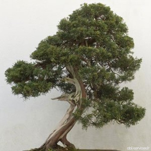 Juniperus chinensis - 10 graines - B00EQ6M16K