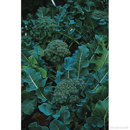 Justseed – Bio – Légumes – Calabrese Vert germination – 500 graines - B078RW1HTT