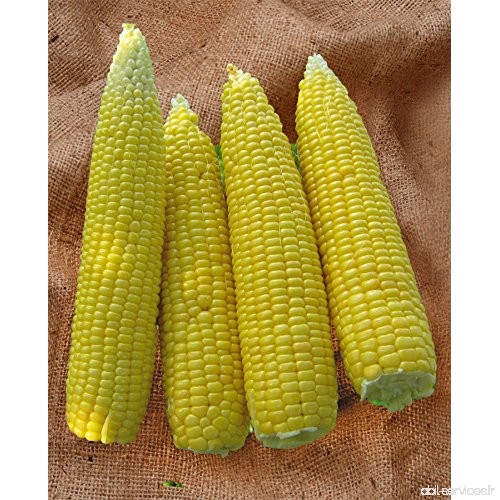 Justseed – Légumes – Graines de maïs – Une Base évolutive et – 900 – Bulk - B0786W29ND