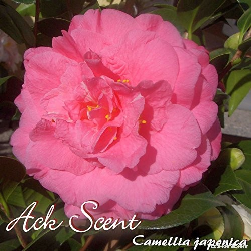 Kamelie 'Ack Scent' - Camellia japonica - 5 bis 6-jährige Pflanze - B0783NFSDX