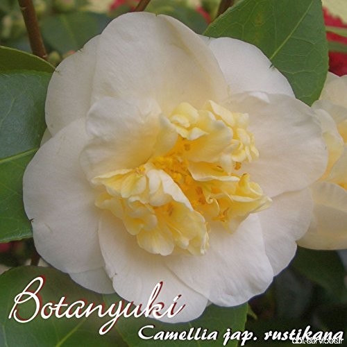 Kamelie 'Botanyuki' - Camellia japonica - 4 bis 5-jährige Pflanze - B077LTRMTP