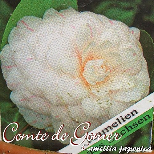 Kamelie 'Comte de Gomer' - Camellia japonica - 4 bis 5-jährige Pflanze - B077LWYZQS