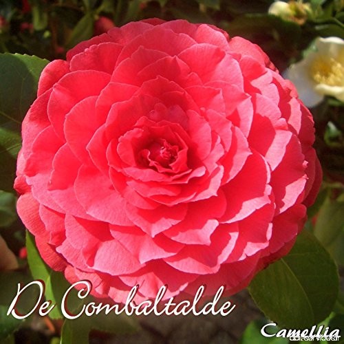 Kamelie 'De Combaltalde' - Camellia - 4 bis 5-jährige Pflanze - B077LTZ2VT