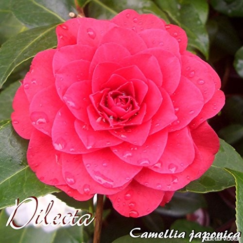 Kamelie 'Dilecta' - Camellia japonica - 3-jährige Pflanze - B0783MWBLL