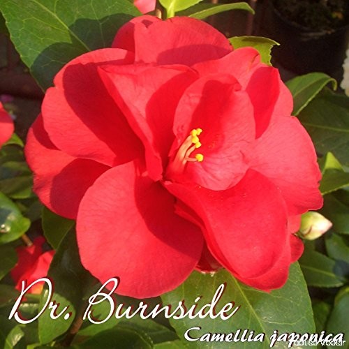 Kamelie 'Dr. Burnside' - Camellia japonica - 4-jährige Pflanze - B0783N1TLR