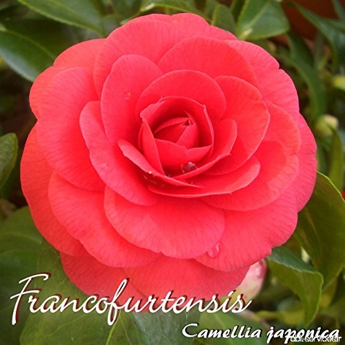 Kamelie 'Francofurtensis' - Camellia japonica - 4 bis 5-jährige Pflanze - B077LTZ652
