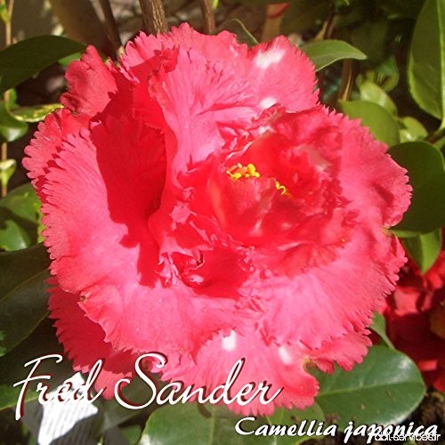 Kamelie 'Fred Sander' - Camellia japonica - 3-jährige Pflanze - B077M1SVW1