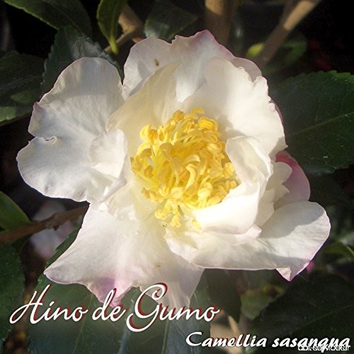 Kamelie 'Hino de Gumo' - Camellia sasanqua - 4-jährige Pflanze - B077LXPLLN