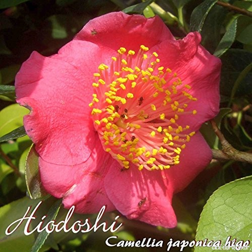 Kamelie 'Hiodoshi' - Camellia japonica higo - 7 bis 8-jährige Pflanze - B077M273GL