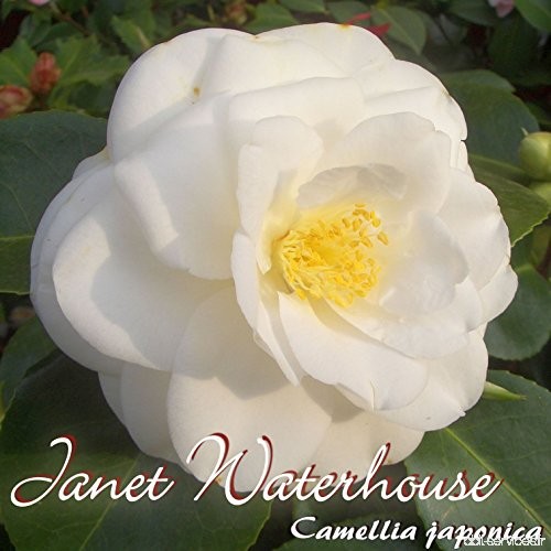 Kamelie 'Janet Waterhouse' - Camellia japonica - 3-jährige Pflanze - B077ZLG8