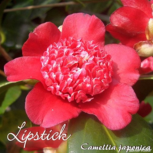 Kamelie 'Lipstick' - Camellia japonica - 3-jährige Pflanze - B077LX5XTJ