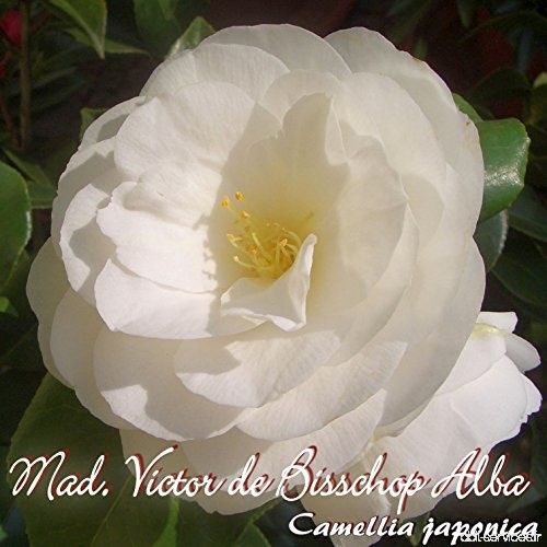 Kamelie 'Mad. Victor de Bisschop Alba' - Camellia japonica - 3-jährige Pflanze - B077LTZ33V