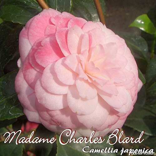 Kamelie 'Madame Charles Blard' - Camellia japonica - 7 bis 8-jährige Pflanze - B077H5R3