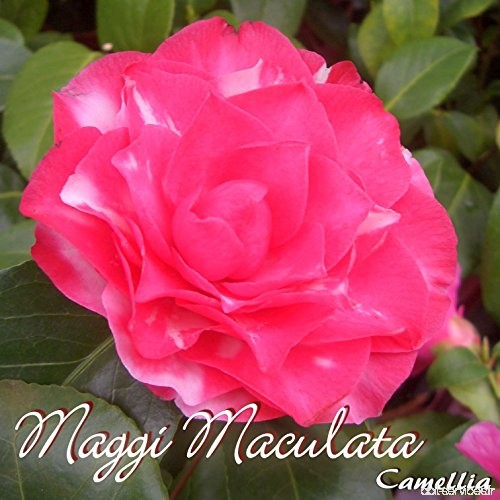 Kamelie 'Maggi Maculata' - Camellia - 6 bis 7-jährige Pflanze - B077H9B3
