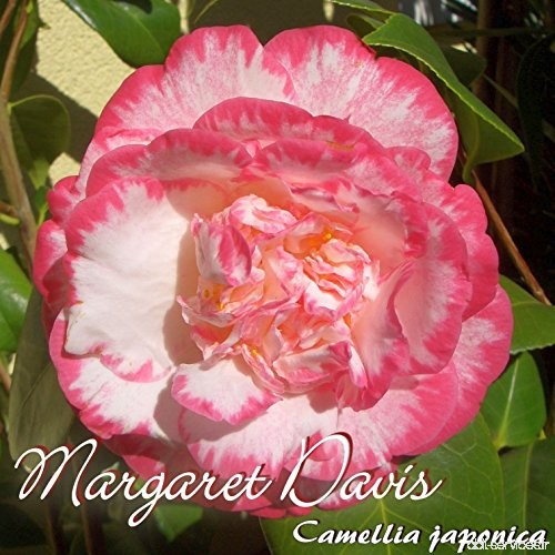 Kamelie 'Margaret Davis' - Camellia japonica - 3-jährige Pflanze - B077LZXKQJ