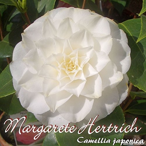 Kamelie 'Margarete Hertrich' - Camellia japonica - 4 bis 5-jährige Pflanze - B077LX4WYR