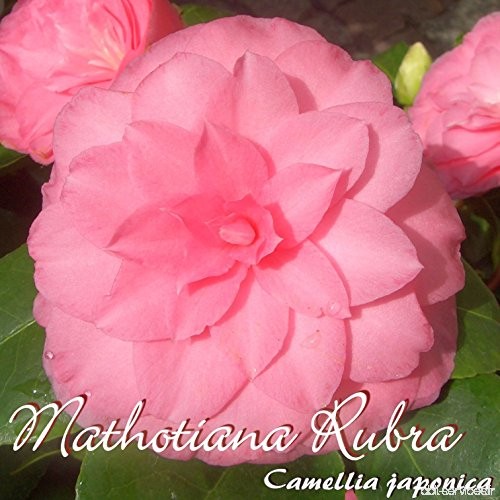 Kamelie 'Mathotiana Rubra' - Camellia japonica - 3-jährige Pflanze - B077LWH59B