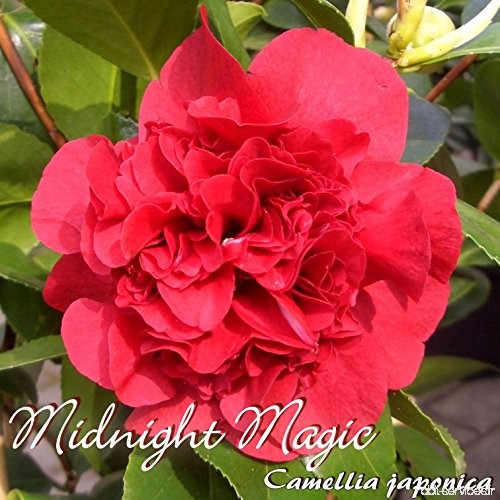 Kamelie 'Midnight Magic' - Camellia japonica - 4 bis 5-jährige Pflanze - B077LW42Q8