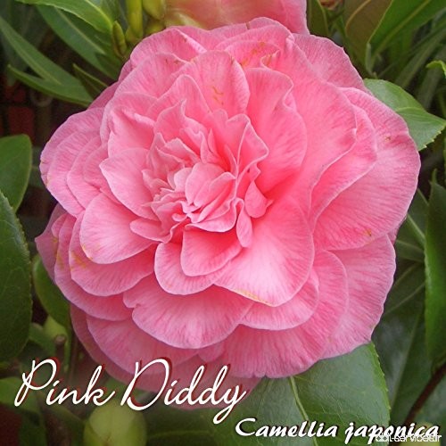 Kamelie 'Pink Diddy' - Camellia japonica - 4 bis 5-jährige Pflanze - B077STLP