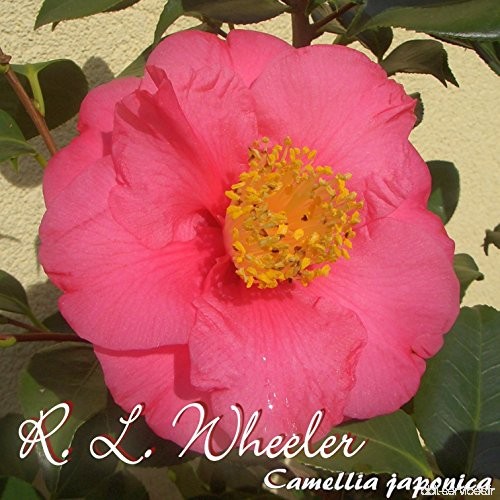 Kamelie 'R. L. Wheeler' - Camellia japonica - 6 bis 7-jährige Pflanze - B077LX4WYZ