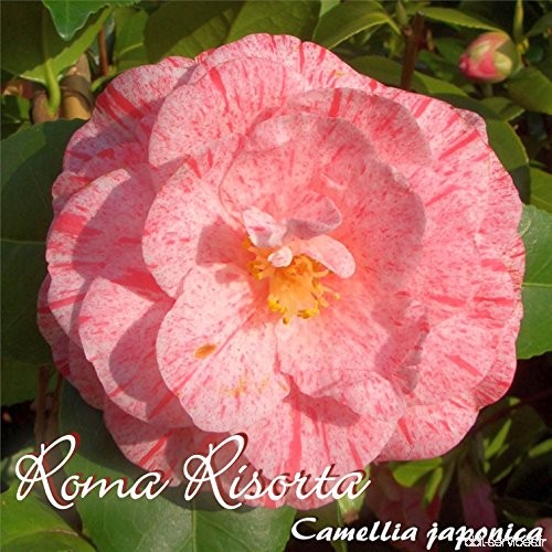 Kamelie 'Roma Risorta' - Camellia japonica - 4 bis 5-jährige Pflanze - B077LW83Y1