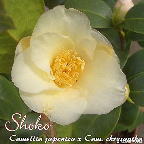 Kamelie 'Shoko' - Camellia japonica x Cam. chrysantha - 4 bis 5-jährige Pflanze - B077M1GLG1