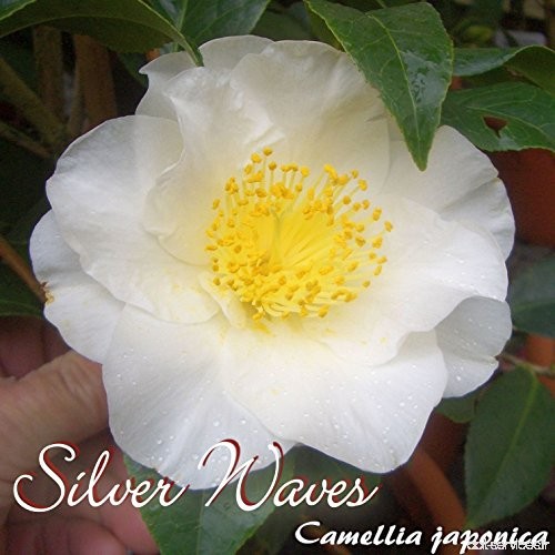 Kamelie 'Sier Waves' - Camellia japonica - 4 bis 5-jährige Pflanze - B077LTSRM4