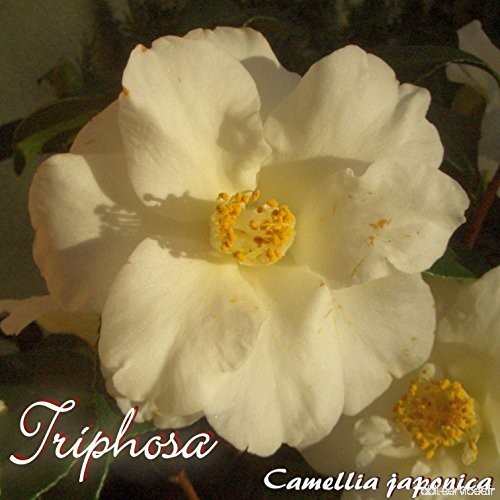 Kamelie 'Triphosa' - Camellia japonica - 4-jährige Pflanze - B077M23JRF