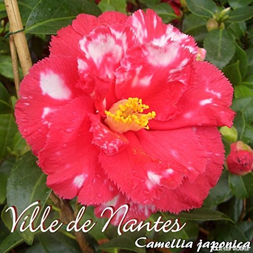 Kamelie 'Ville de Nantes' - Camellia japonica - 3-jährige Pflanze - B077N35C