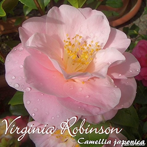Kamelie 'Virginia Robinson' - Camellia japonica - 4 bis 5-jährige Pflanze - B07749X2