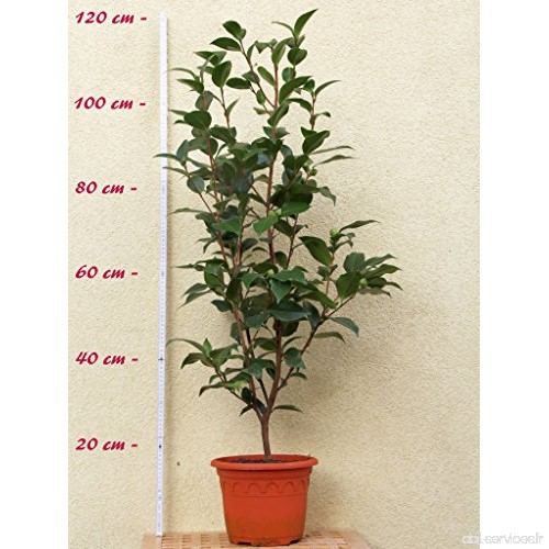Kamelie 'Virginia Robinson' - Camellia japonica - 6 bis 7-jährige Pflanze - B0771W5T