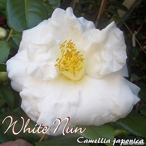 Kamelie 'White Nun' - Camellia japonica - 7 bis 8-jährige Pflanze - B077LXC9X7