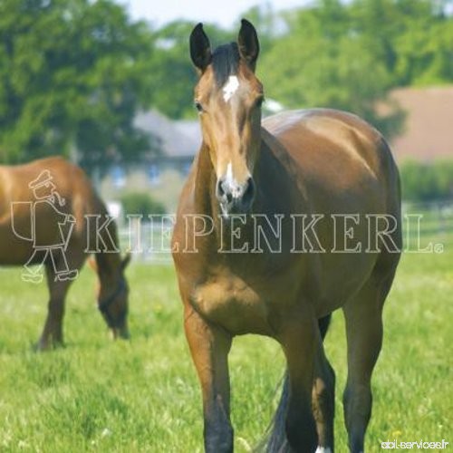 Kiepenkerl Country Horse 2120 Pâturage pour chevaux Balance 10 kg Semences de gazon - B00IR06TZA